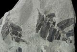 Pennsylvanian Fossil Fern (Neuropteris) Plate - Kentucky #126248-2